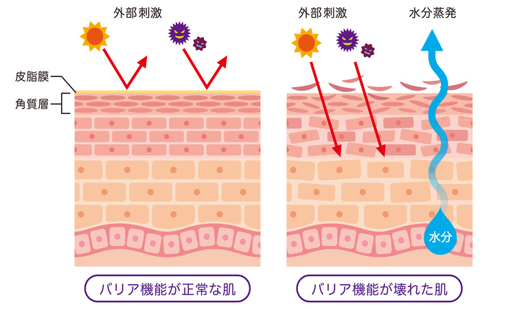 肌のバリア機能